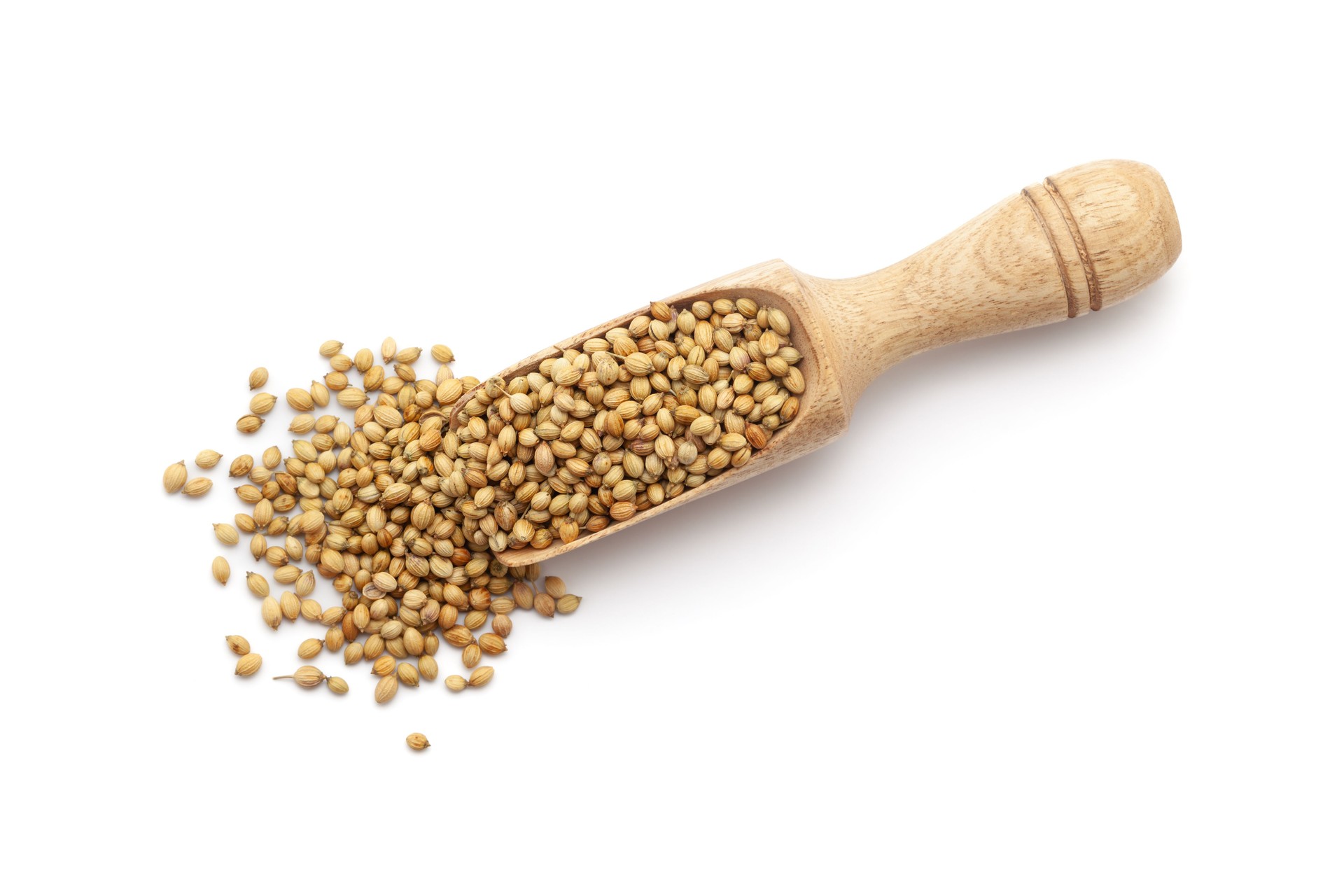 Top view of a wooden scoop filled with Organic Coriander (Coriandrum sativum) seeds. Isolated on a white background.